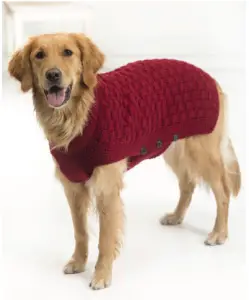 a dog wearing a costume