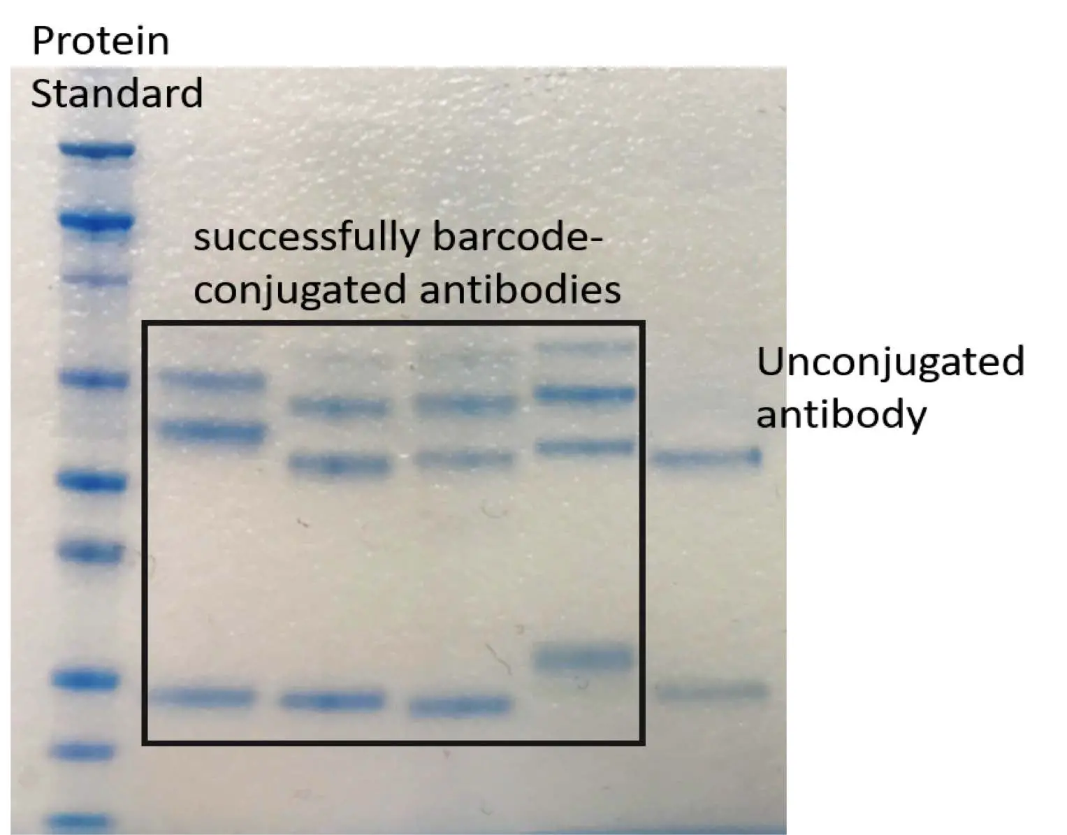 AKOKA Codex High-Parameter Tissue Analysis Fig2