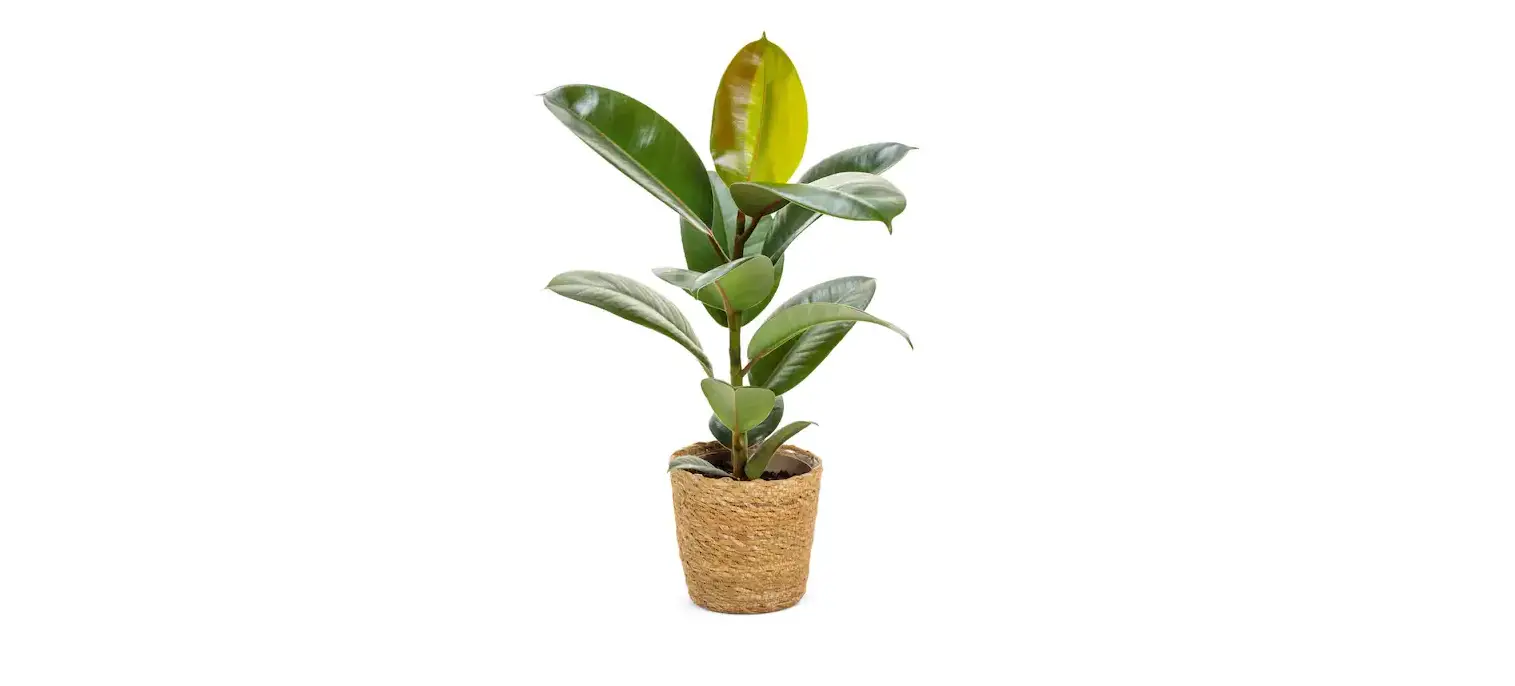 Proven Winners Chroma Ficus Robusta Rubber Plant Instructions