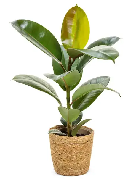 PROVEN -WINNERS-Chroma-Ficus-Ro