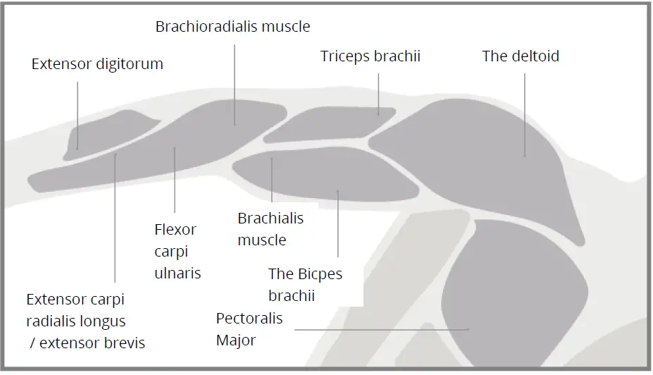 Yunmai-Fascia-Massage-Gun-Extra-Mini-fig-8