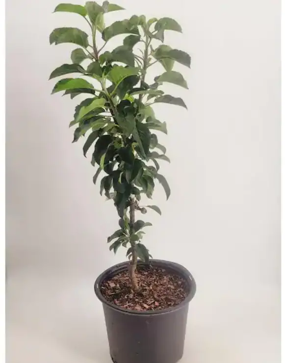 Bell-NURSERY-Golden-Sentinel-Live-Apple-Tree