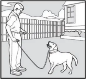 PATPET 682 - Training Trick 1