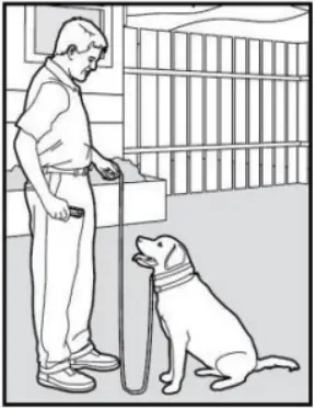 PATPET 682 - Training Trick 11