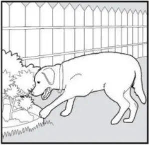 PATPET 682 - Training Trick 12