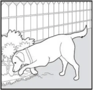 PATPET 682 - Training Trick 13