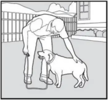 PATPET 682 - Training Trick 2