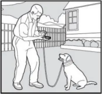 PATPET 682 - Training Trick 3