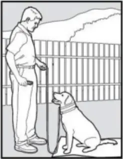 PATPET 682 - Training Trick 7