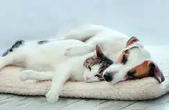 RowenTa X-Force Flex 14.60 Handstick Vacuum Cleaner- MINI electrobrush 1