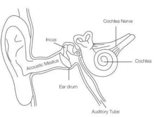 Ear physiology diagram