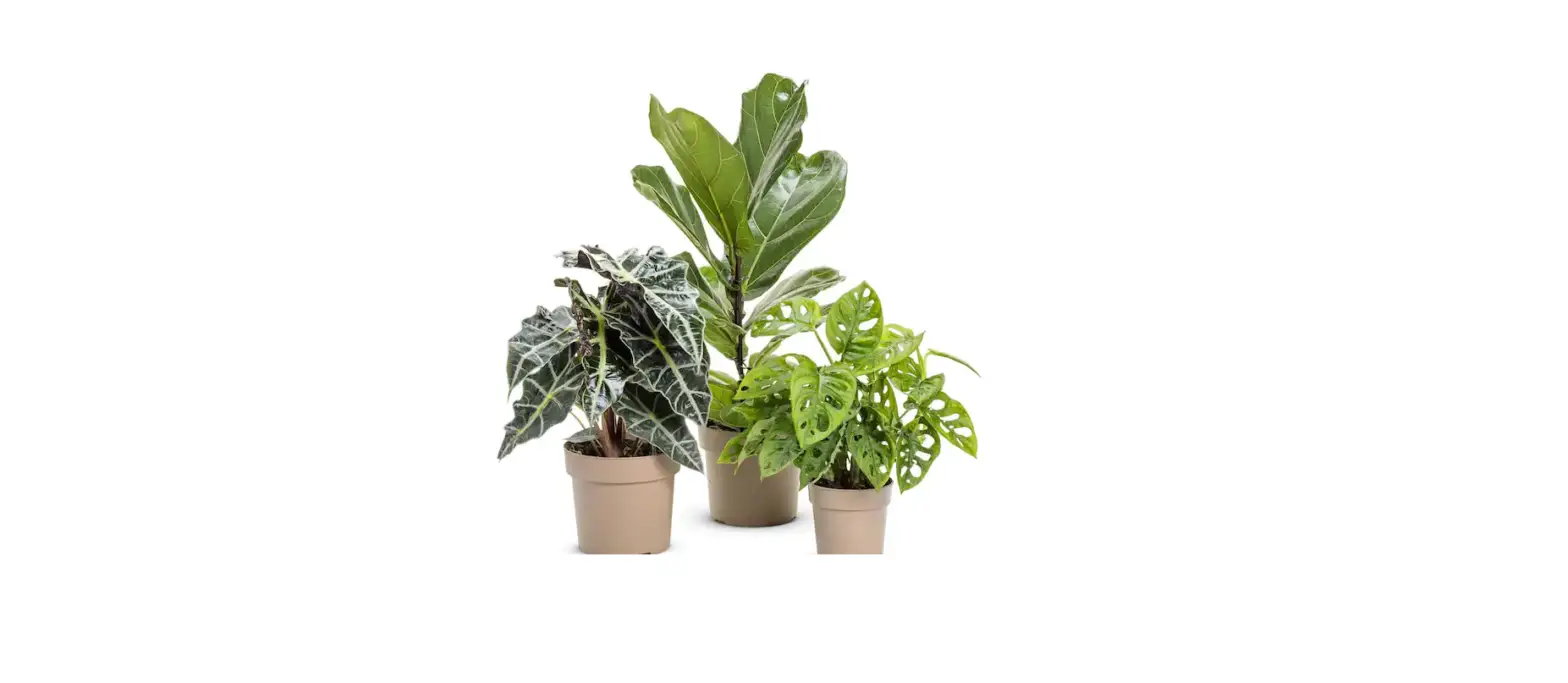 Proven Winners Alcprl0065107 Mythic Gryphon Alocasia User Manual Proven Winners Alcprl0065107 Mythic Gryphon Alocasia User Manual