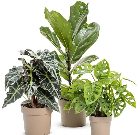 PROVEN WINNERS ALCPRL0065107 Mythic Gryphon Alocasia