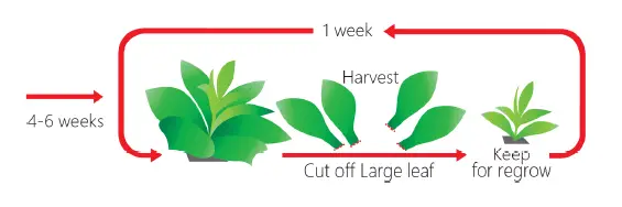 OPCOM Farm Grow Box 2 Free Stackable Farming-fig10