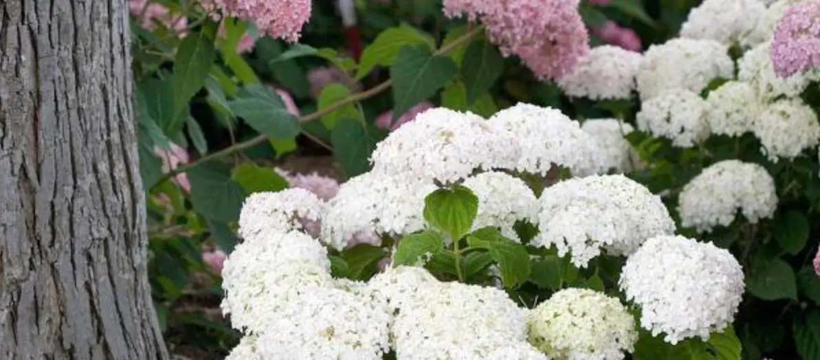 Proven Winners 17107 Invincibelle Wee White Hydrangea Shrub With Bright White Blooms User Guide