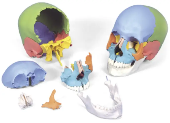 3B Scientific 12 4554 Human Skull Kit 2