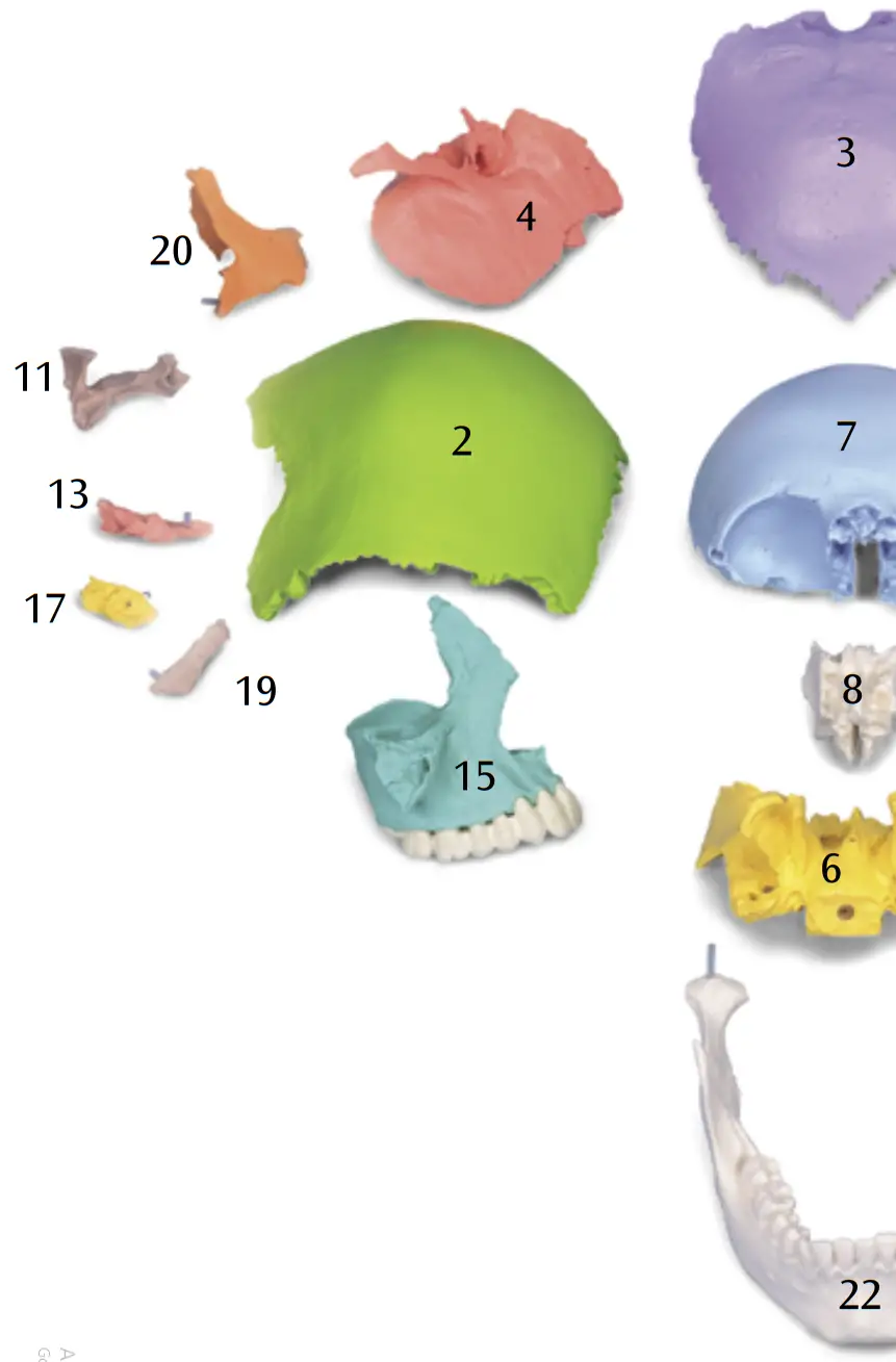 3B Scientific 12 4554 Human Skull Kit - FIGURE 1