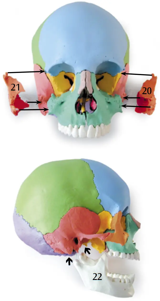 3B Scientific 12 4554 Human Skull Kit - FIGURE 10
