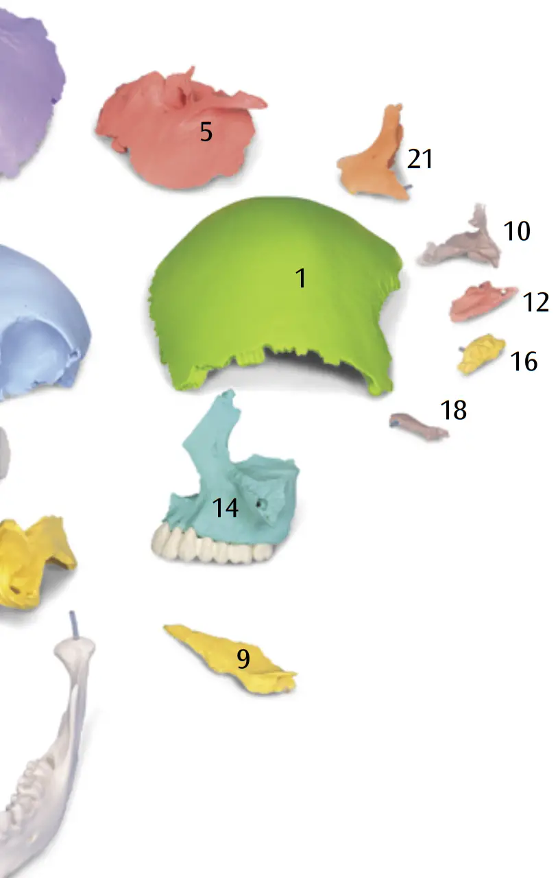 3B Scientific 12 4554 Human Skull Kit - FIGURE 2