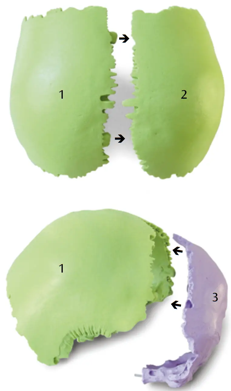 3B Scientific 12 4554 Human Skull Kit - FIGURE 3