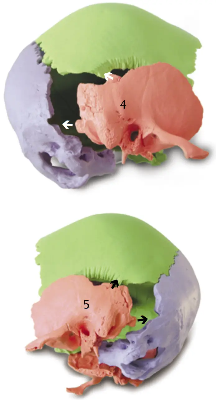 3B Scientific 12 4554 Human Skull Kit - FIGURE 4