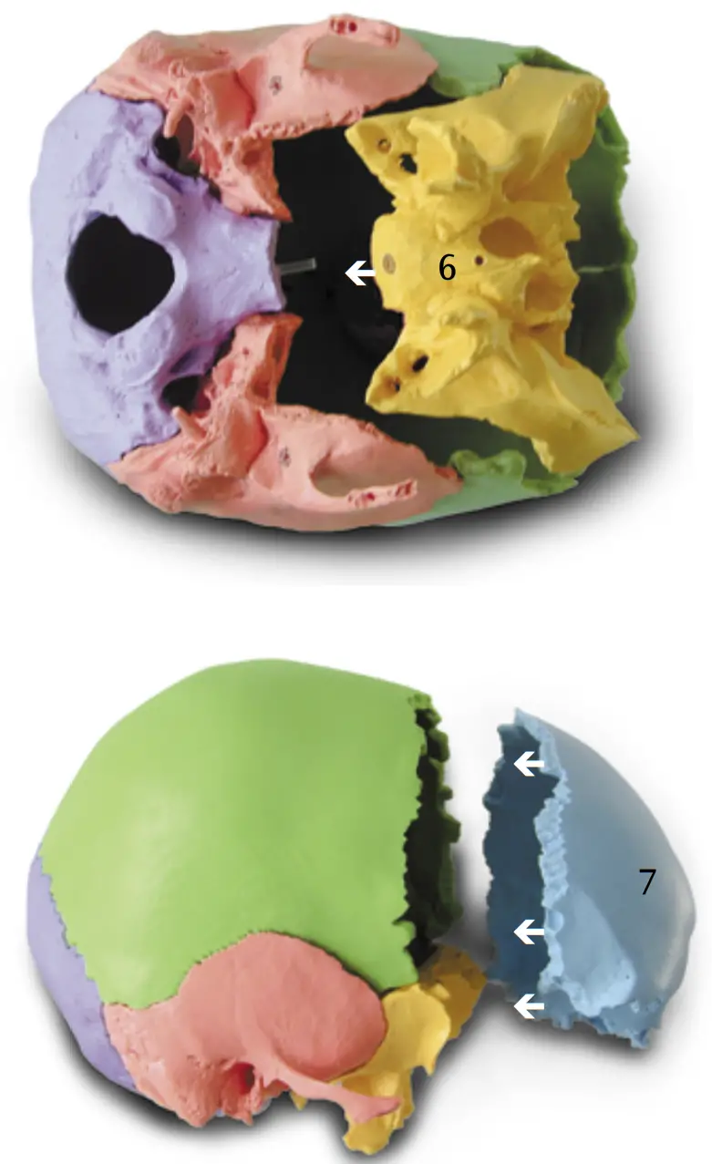 3B Scientific 12 4554 Human Skull Kit - FIGURE 5