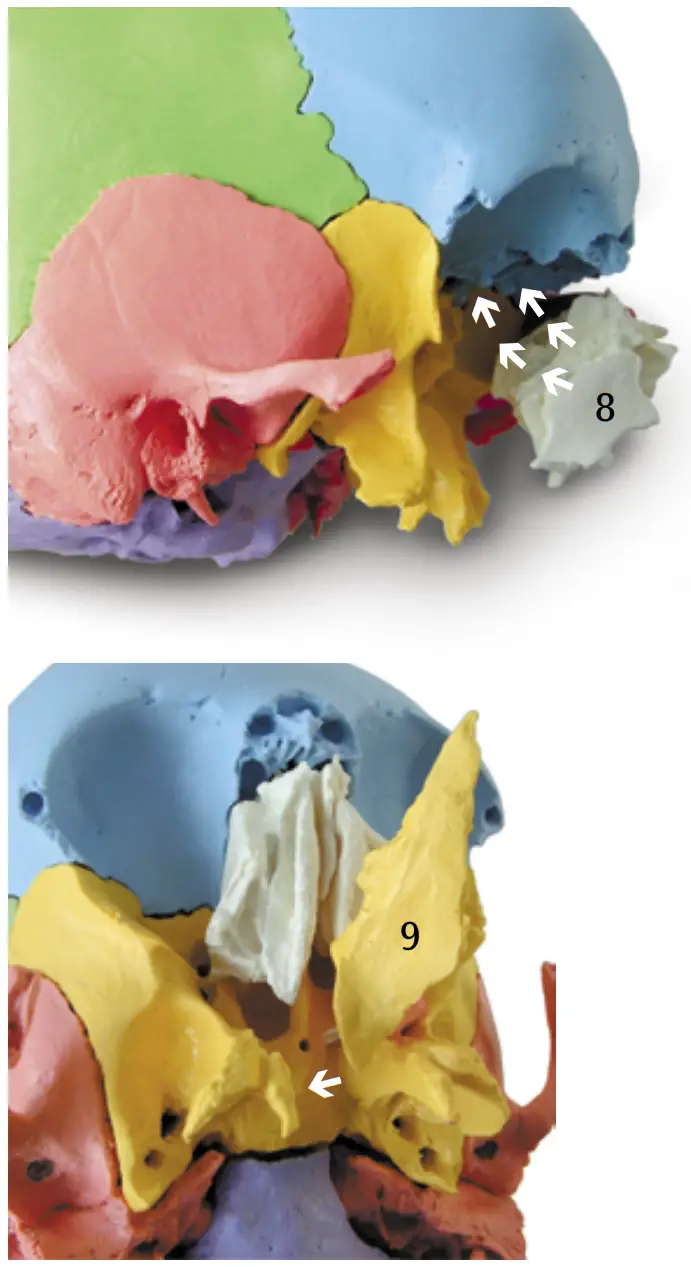 3B Scientific 12 4554 Human Skull Kit - FIGURE 6