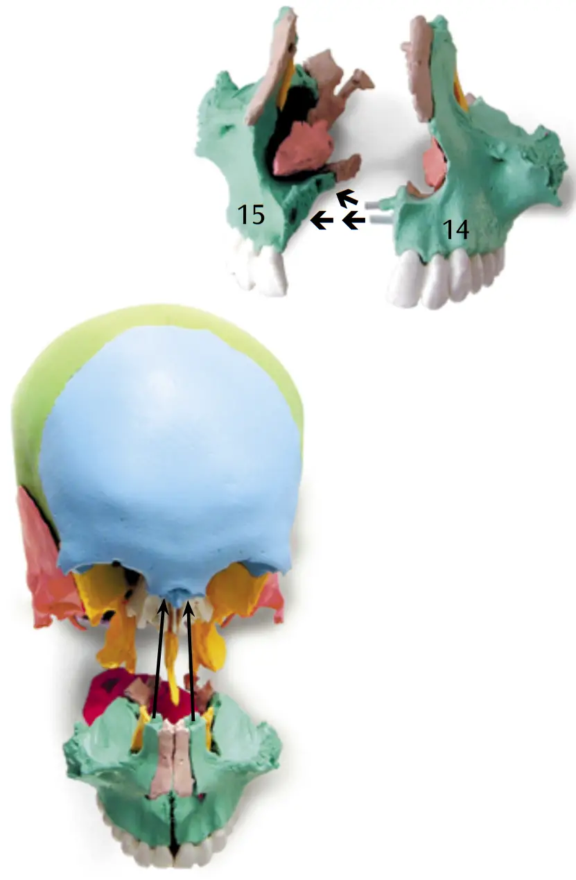 3B Scientific 12 4554 Human Skull Kit - FIGURE 9