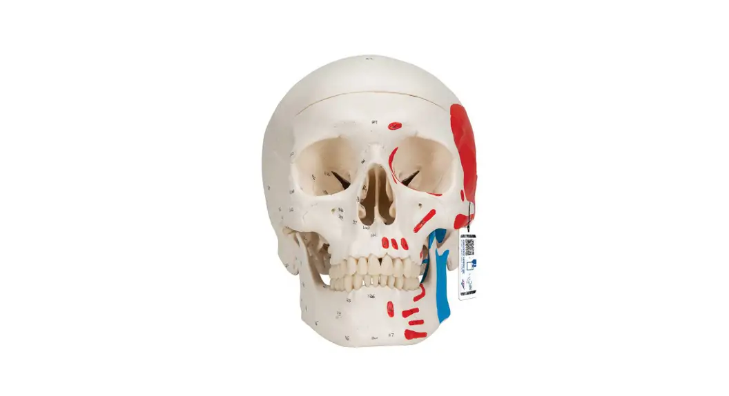 3b Scientific 12-4554 Human Skull Kit User Manual