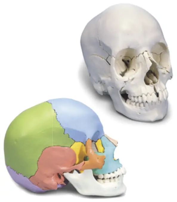 3B Scientific 12 4554 Human Skull Kit