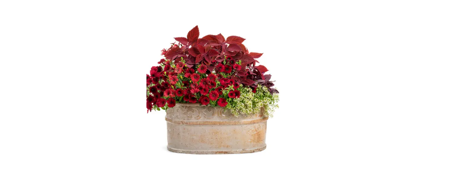 Proven Winners Ficprl0015107 African Fig Cyathistipula User Manual