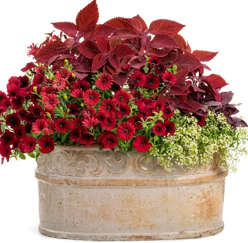 PROVEN-WINNERS-FICPRL0015107-African-Fig-Cyathistipula-product