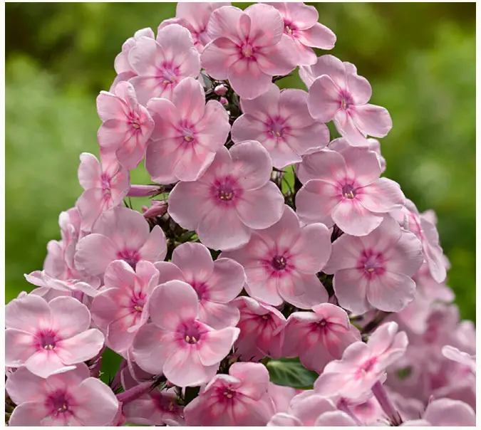 84578 VAN ZYVERDEN Tall Phlox Rainbow Dancer Plant Roots