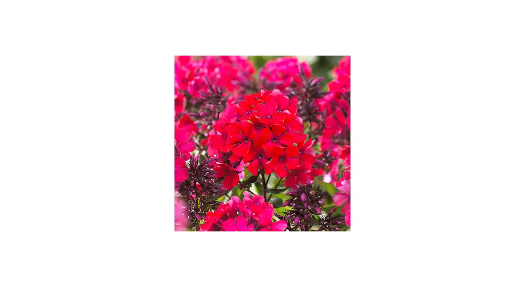 Van Zyverden 84569 Tall Phlox Paniculata Starfire Instructions