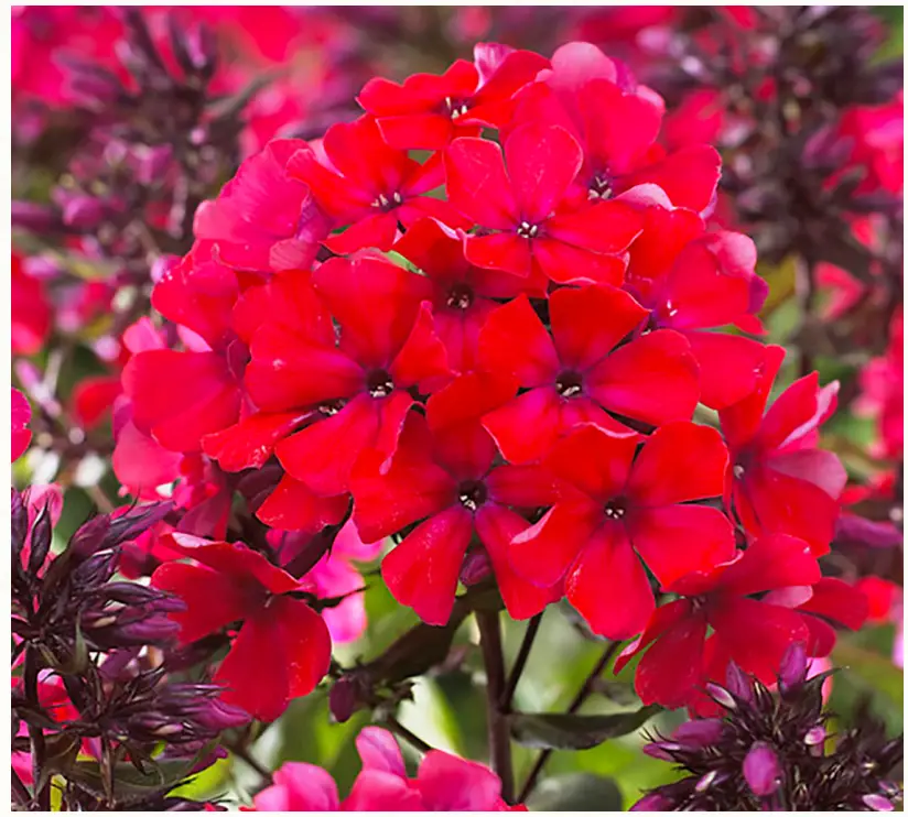 VAN ZYVERDEN 84569 Tall Phlox Paniculata Starfire