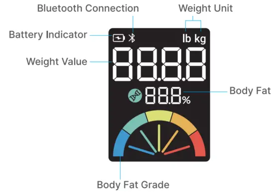 RENPHO R A006 Inview Smart Scale - Fig 1