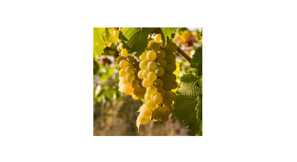 Van Zyverden 84564 Premium Grafted Grape Vine Chardonnay Instructions