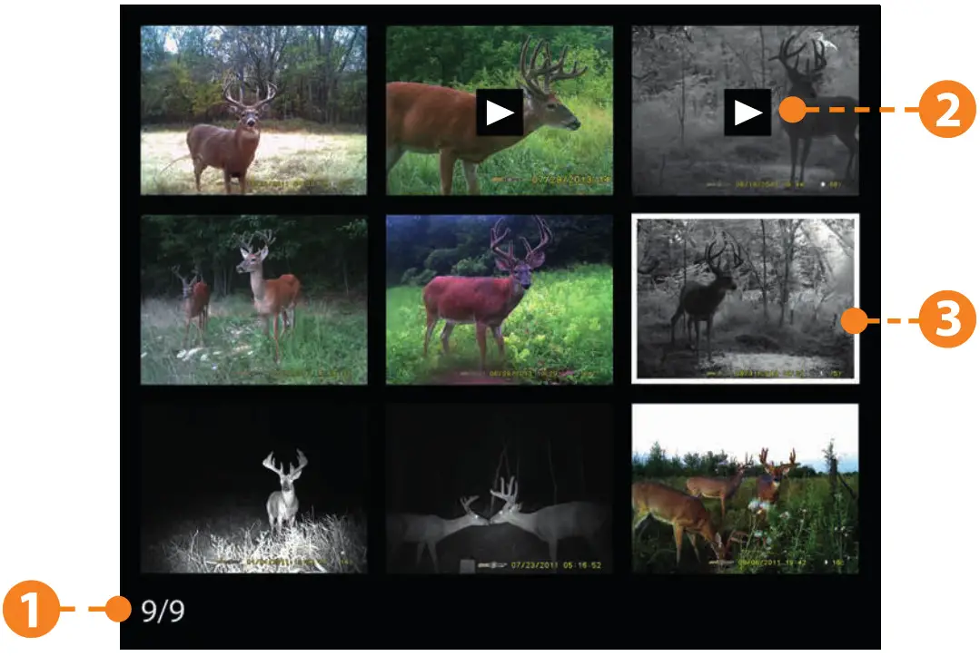 SPYPOINT Solar Trail Camera Viewing