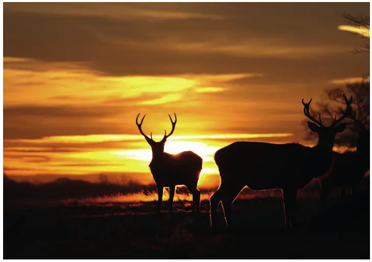 SPYPOINT Solar Trail Camera pic