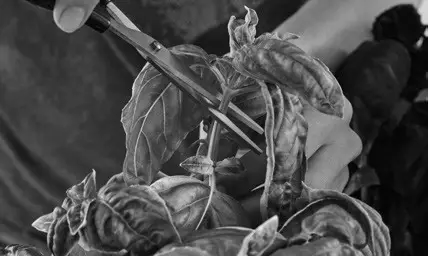 arzum AR1158 Vahaa Smart Garden - Fig 6