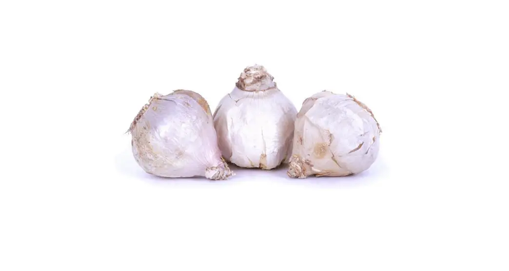 Van Zyverden 84556 Garlic Italian Late Instructions