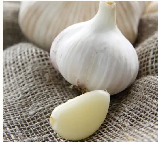 VAN ZYVERDEN 84556 Garlic Italian Late
