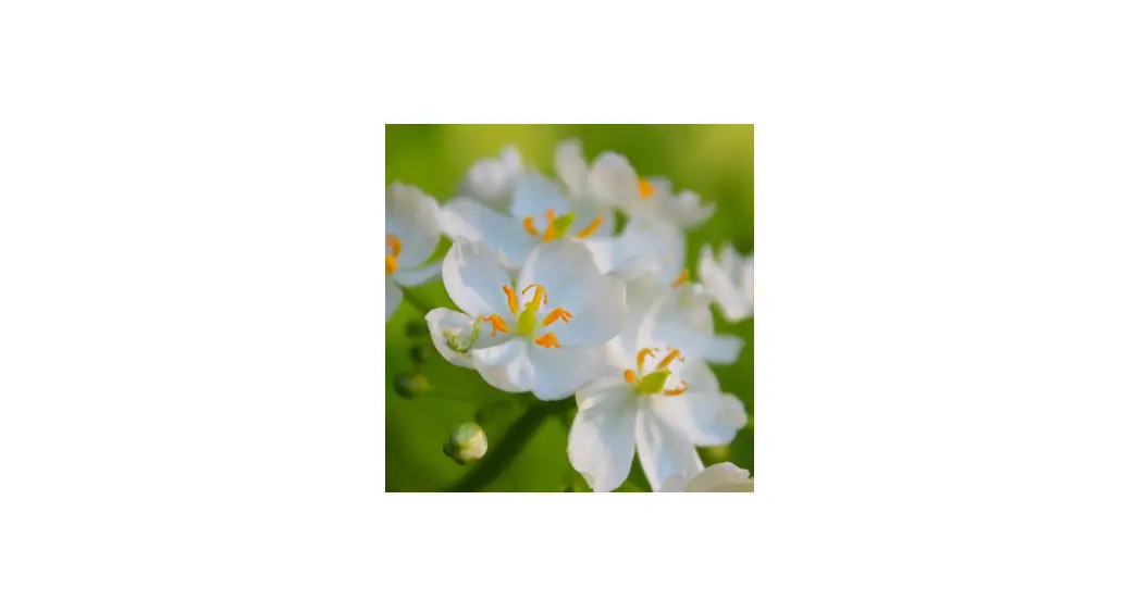 Van Zyverden 84545 Woodland Plant Skeleton Flower Instructions Van Zyverden 84545 Woodland Plant Skeleton Flower Instructions