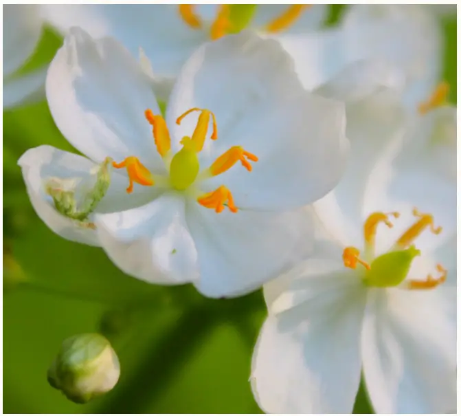 VAN ZYVERDEN 84545 Woodland Plant Skeleton Flower