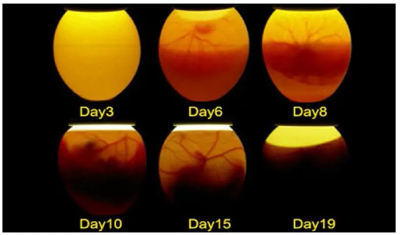 Pawever Pets PPEGGINB24A Fully Automatic Digital Egg Incubator controller