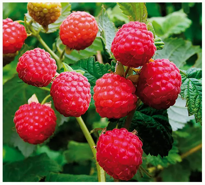 VAN ZYVERDEN 84552 Raspberry Latham Red