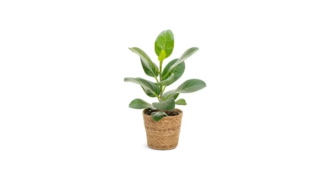 Proven Winners Ficprl0055105 5 Inch Leafjoy Fuzzy Wuzzy Ficus Audrey User Guide