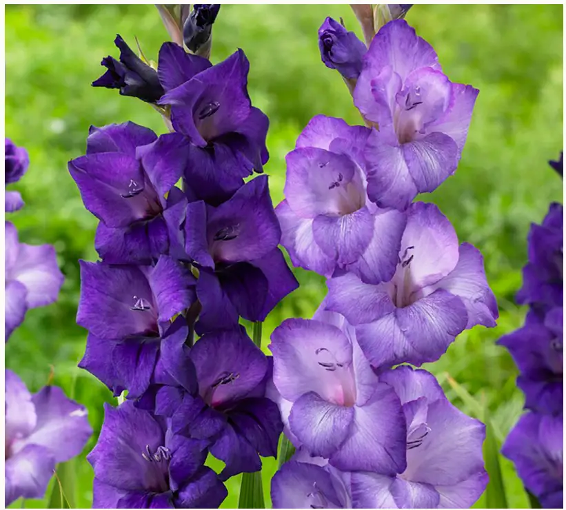 VAN ZYVERDEN 84520 Gladiolus Cyan Blend