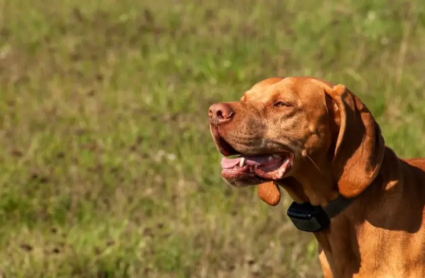 Yifeng Dt1000-a Dog Trainer Collar Instruction Manual