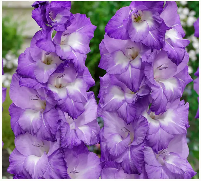 VAN ZYVERDEN 84514 Gladiolus Large Flowering Nori
